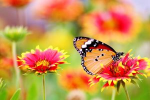 butterfly and flower